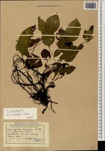 Symphytum grandiflorum DC., Caucasus, Abkhazia (K4a) (Abkhazia)