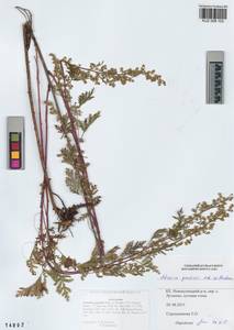 Artemisia gmelinii Weber ex Stechm., Siberia, Altai & Sayany Mountains (S2) (Russia)