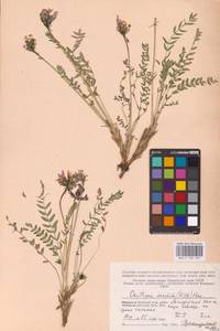 Oxytropis sordida (Willd.) Pers., Eastern Europe, Northern region (E1) (Russia)