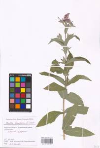 MHA 0 158 351, Mentha longifolia (L.) Huds., Eastern Europe, North-Western region (E2) (Russia)