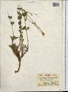 Silene chlorifolia Sm., Caucasus, Azerbaijan (K6) (Azerbaijan)