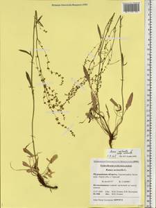 Rumex acetosella L., Eastern Europe, Northern region (E1) (Russia)