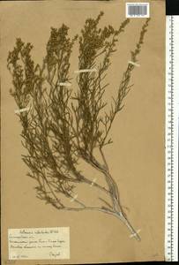 Artemisia salsoloides Willd., Eastern Europe, Lower Volga region (E9) (Russia)