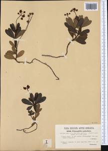 Chimaphila umbellata (L.) W. P. C. Barton, Western Europe (EUR) (Austria)