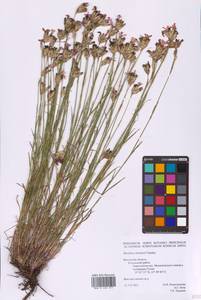 Dianthus borbasii Vandas, Eastern Europe, Central region (E4) (Russia)