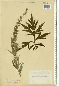 Artemisia vulgaris L., Eastern Europe, Northern region (E1) (Russia)