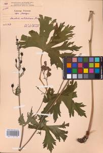 Aconitum lycoctonum subsp. moldavicum (Hacq.) Jalas, Eastern Europe (no precise locality) (E0)