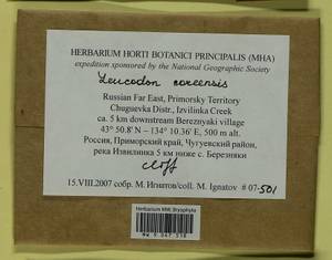Leucodon coreensis Cardot, Bryophytes, Bryophytes - Russian Far East (excl. Chukotka & Kamchatka) (B20) (Russia)