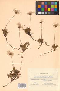 Geum selinifolium (Fisch. ex F. Schmidt) Hultén, Siberia, Chukotka & Kamchatka (S7) (Russia)