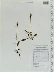 Crepis burejensis F. Schmidt, Siberia, Russian Far East (S6) (Russia)