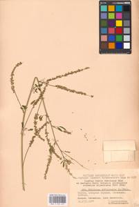 Melilotus officinalis (L.)Pall., Eastern Europe, Moscow region (E4a) (Russia)