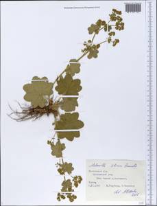 Alchemilla sibirica Zämelis, Eastern Europe, Central forest region (E5) (Russia)