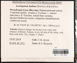 Loeskypnum badium (Hartm.) H.K.G. Paul, Bryophytes, Bryophytes - Yakutia (B19) (Russia)