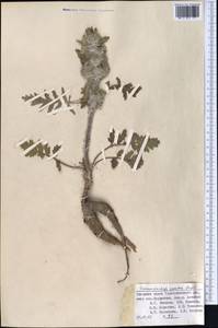 Phlomoides speciosa (Rupr.) Adylov, Kamelin & Makhm., Middle Asia, Pamir & Pamiro-Alai (M2) (Tajikistan)