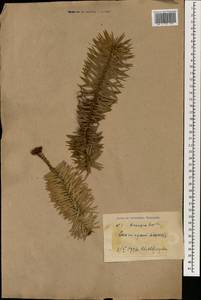 Cunninghamia lanceolata (Lamb.) Hook., South Asia, South Asia (Asia outside ex-Soviet states and Mongolia) (ASIA) (Russia)