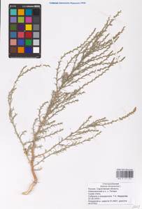 Salsola tamariscina Pall., Eastern Europe, Lower Volga region (E9) (Russia)