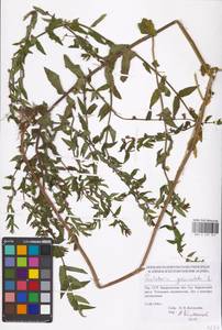 MHA 0 155 374, Scutellaria galericulata L., Eastern Europe, West Ukrainian region (E13) (Ukraine)