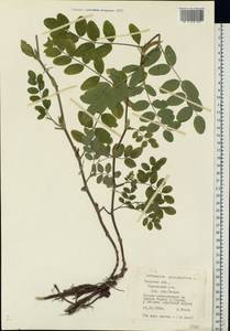 Astragalus glycyphyllos L., Eastern Europe, North-Western region (E2) (Russia)