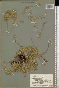 Cerastium alpinum L., Eastern Europe, Northern region (E1) (Russia)