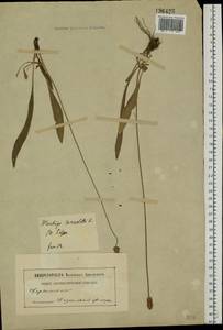 Plantago lanceolata L., Eastern Europe, Middle Volga region (E8) (Russia)