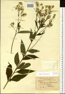 Senecio nemorensis L., Siberia, Altai & Sayany Mountains (S2) (Russia)