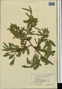 Prunus tenella Batsch, Crimea (KRYM) (Russia)
