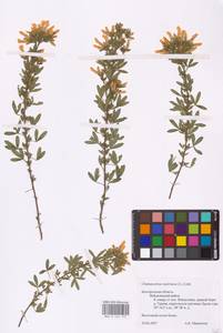 Chamaecytisus austriacus (L.) Link, Eastern Europe, Central forest-and-steppe region (E6) (Russia)