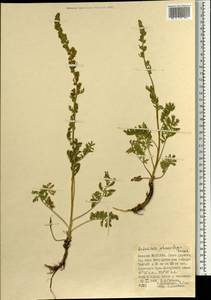 Artemisia phaeolepis Krasch., Mongolia (MONG) (Mongolia)