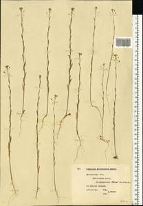 Camelina microcarpa Andrz. ex DC., Eastern Europe, Moscow region (E4a) (Russia)