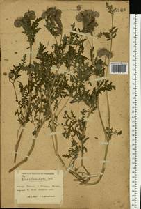 Phacelia tanacetifolia Benth., Eastern Europe, South Ukrainian region (E12) (Ukraine)