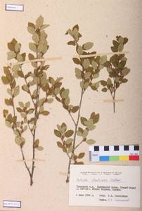 Betula fruticosa Pall., Siberia, Altai & Sayany Mountains (S2) (Russia)