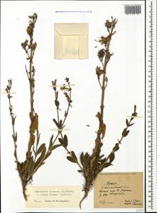Silene viscosa (L.) Pers., Crimea (KRYM) (Russia)