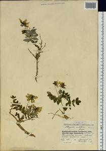 Astragalus umbellatus Bunge, Siberia, Chukotka & Kamchatka (S7) (Russia)