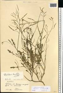 Diplotaxis muralis (L.) DC., Eastern Europe, Western region (E3) (Russia)