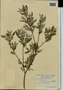 Salix rosmarinifolia L., Eastern Europe, Central region (E4) (Russia)