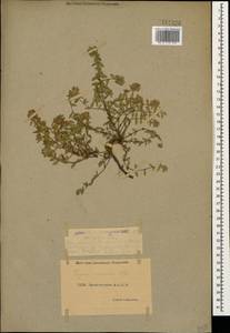 Thymus collinus M.Bieb., Caucasus, Dagestan (K2) (Russia)