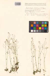 Arabidopsis thaliana (L.) Heynh., Eastern Europe, Lower Volga region (E9) (Russia)