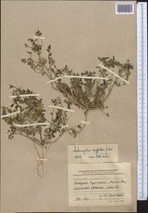 Astragalus oxyglottis Stev. ex M. Bieb., Middle Asia, Kopet Dag, Badkhyz, Small & Great Balkhan (M1) (Turkmenistan)