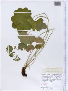 Alchemilla nemoralis Alechin, Eastern Europe, Lower Volga region (E9) (Russia)