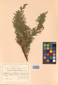 Juniperus chinensis var. sargentii A. Henry, Siberia, Russian Far East (S6) (Russia)