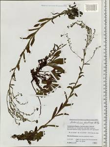 Eritrichium jacuticum Popov, Siberia, Russian Far East (S6) (Russia)