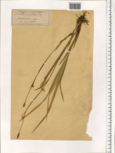 Carex pilosa Scop., Eastern Europe, Moscow region (E4a) (Russia)