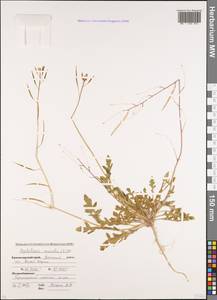Diplotaxis muralis (L.) DC., Caucasus, Krasnodar Krai & Adygea (K1a) (Russia)