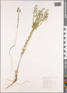 Lepidium campestre (L.) W.T.Aiton, Caucasus, Black Sea Shore (from Novorossiysk to Adler) (K3) (Russia)