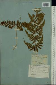 Dryopteris carthusiana (Vill.) H. P. Fuchs, Eastern Europe, North-Western region (E2) (Russia)