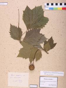 Platanus orientalis L., South Asia, South Asia (Asia outside ex-Soviet states and Mongolia) (ASIA) (China)
