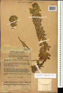 Euphorbia denticulata Lam., Caucasus, Turkish Caucasus (NE Turkey) (K7) (Turkey)