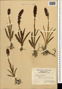 Anacamptis coriophora (L.) R.M.Bateman, Pridgeon & M.W.Chase, Caucasus, South Ossetia (K4b) (South Ossetia)