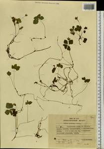 Rubus pedatus Sm., Siberia, Russian Far East (S6) (Russia)