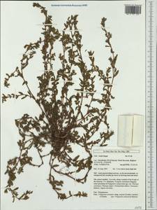 Muehlenbeckia axillaris (Hook. fil.) Walp., Western Europe (EUR) (Belgium)